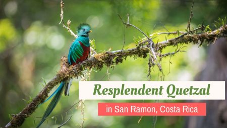 Resplendent quetzal with vibrant green and red feathers perched on a mossy branch in Monteverde Costa Rica